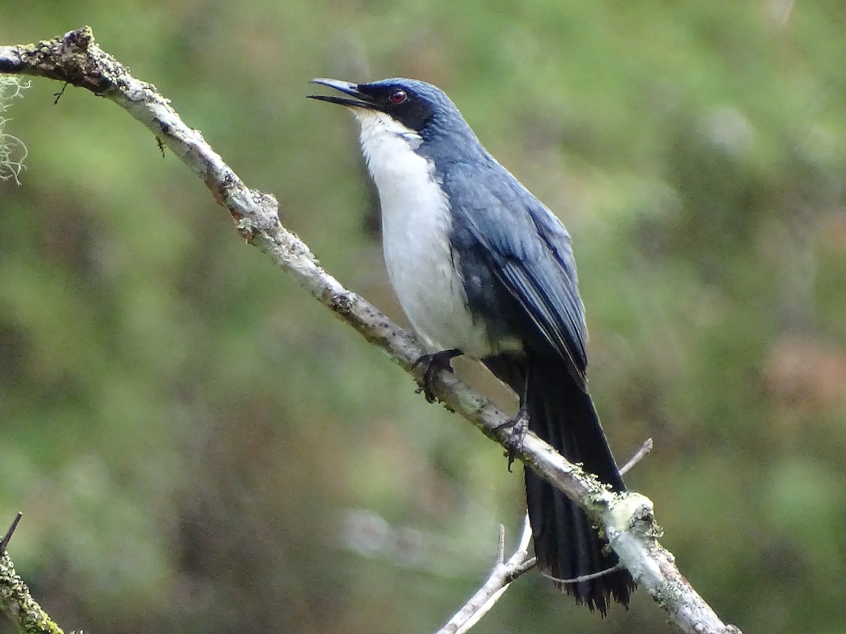 Blue-and-white Mockingbird - ML51720201