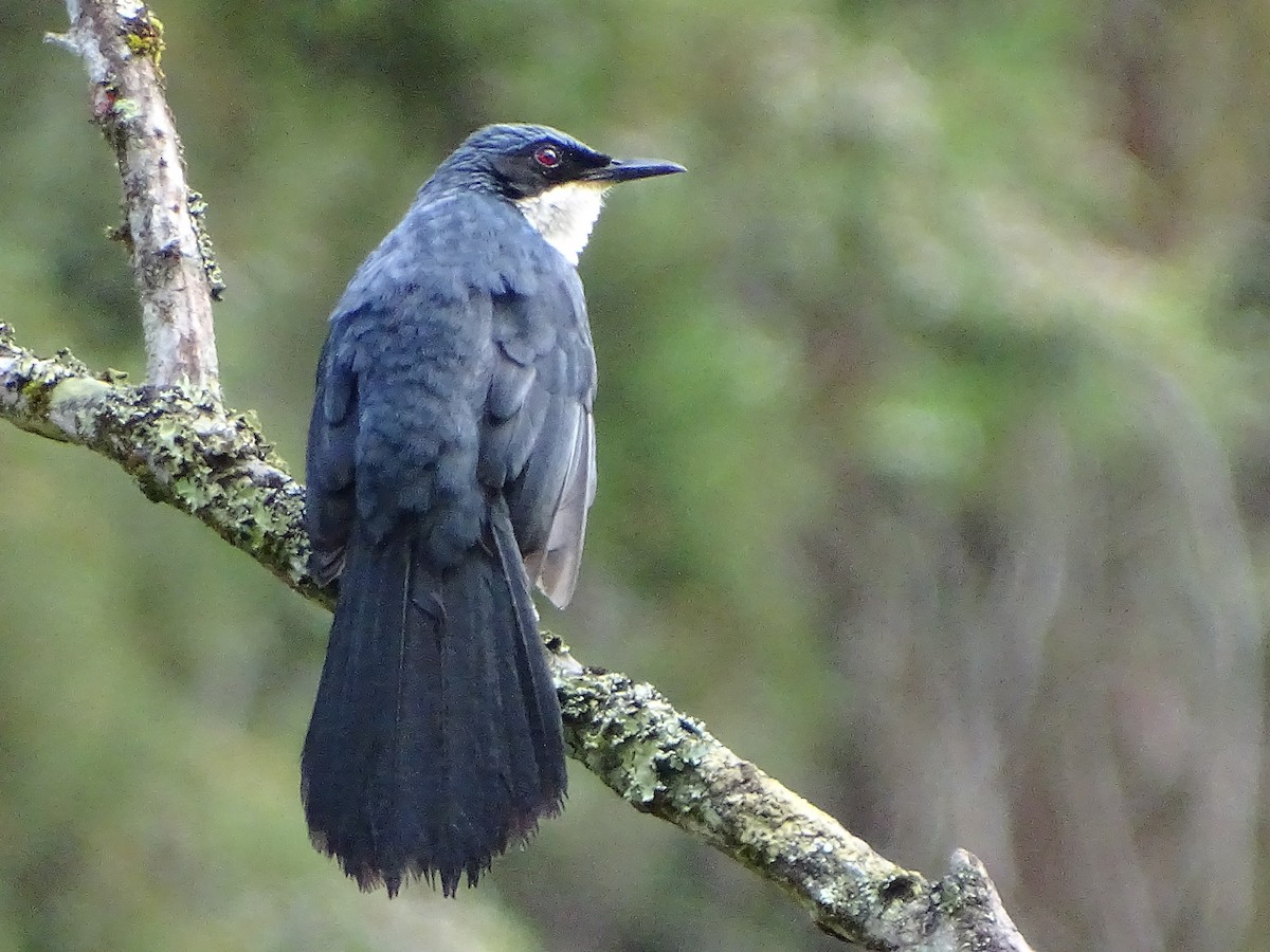 Blue-and-white Mockingbird - ML51720211