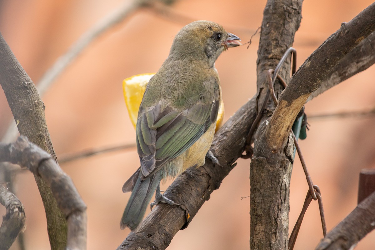 Burnished-buff Tanager - ML517202411