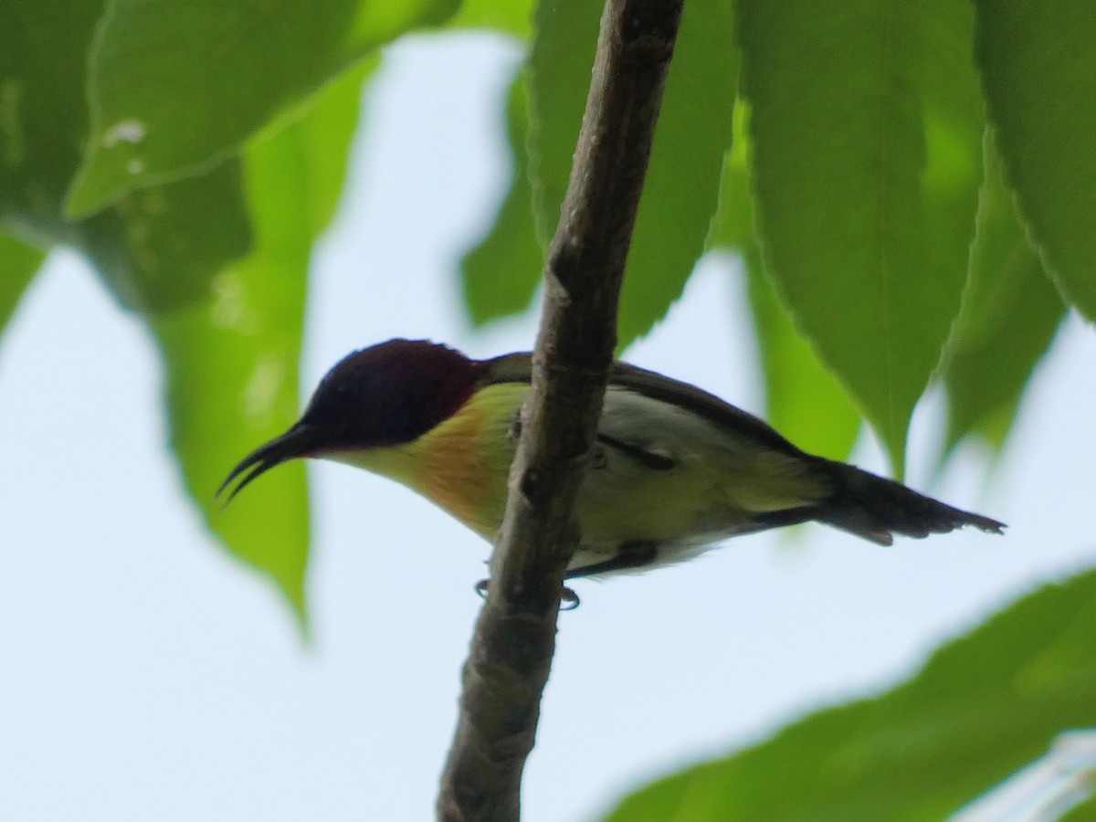 Lovely Sunbird - Jon Tiktin