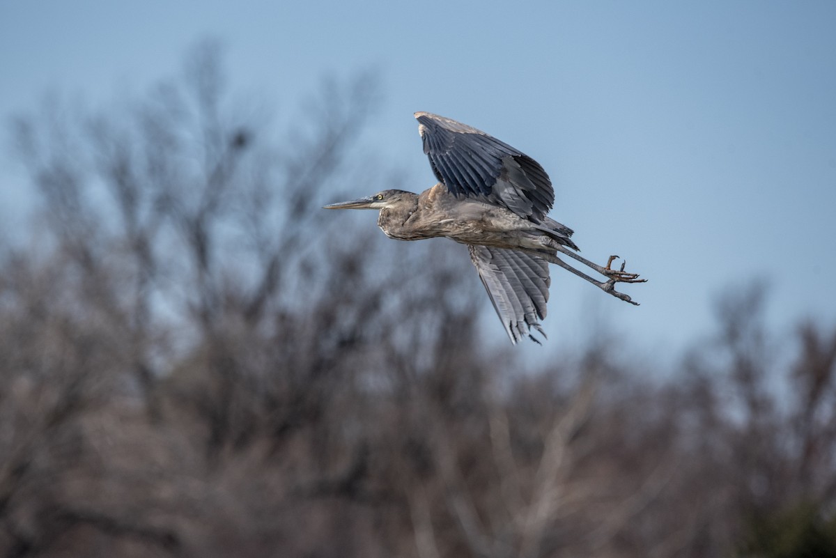 Great Blue Heron - ML517203801