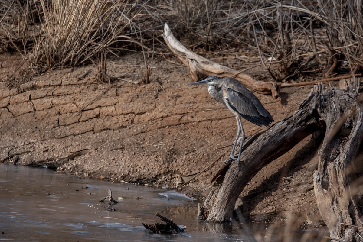 Great Blue Heron - ML517203811