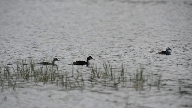 Great Crested Grebe - ML517204