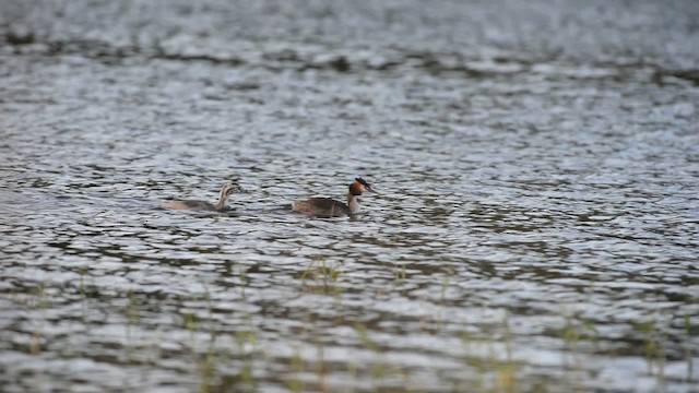 Great Crested Grebe - ML517205