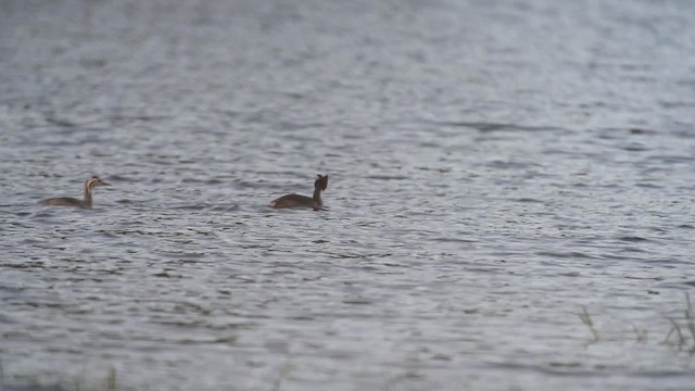 Great Crested Grebe - ML517206