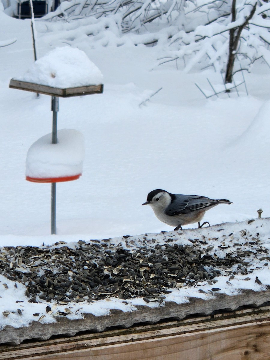 White-breasted Nuthatch - Sylvain Lépine