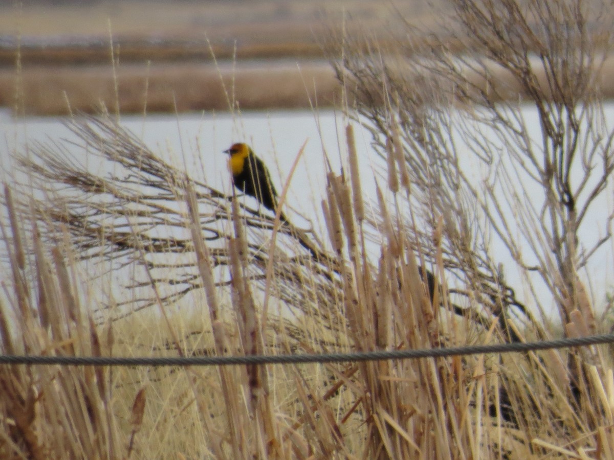 Yellow-headed Blackbird - ML51720641