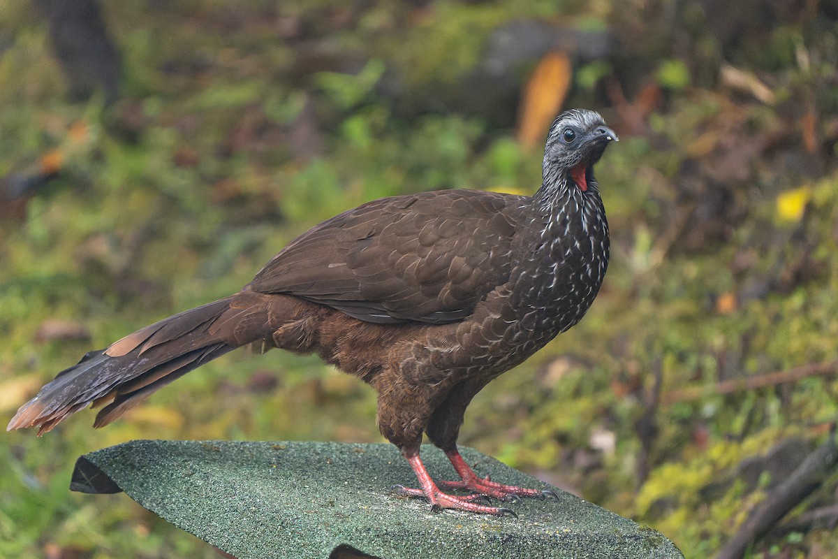 Bearded Guan - William Hemstrom