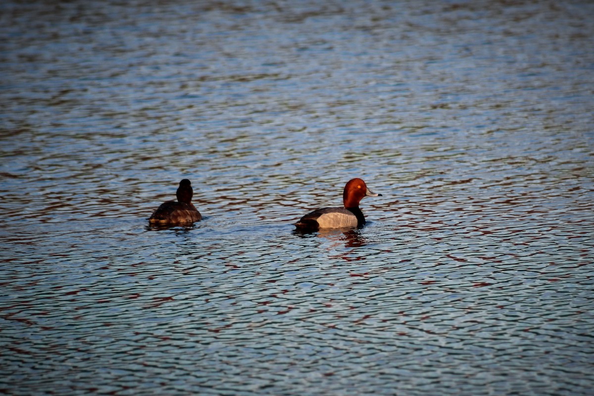 Redhead - Brady Higginbotham