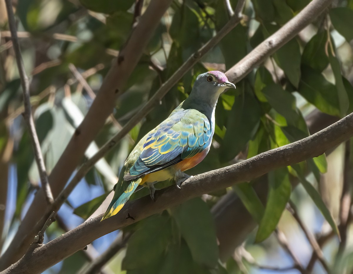 Rose-crowned Fruit-Dove - David Sinnott