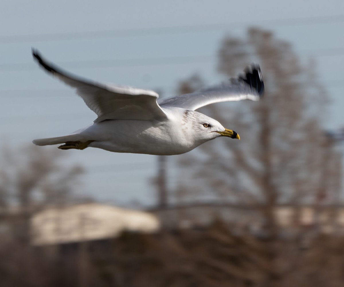 Ring-billed Gull - ML517209241