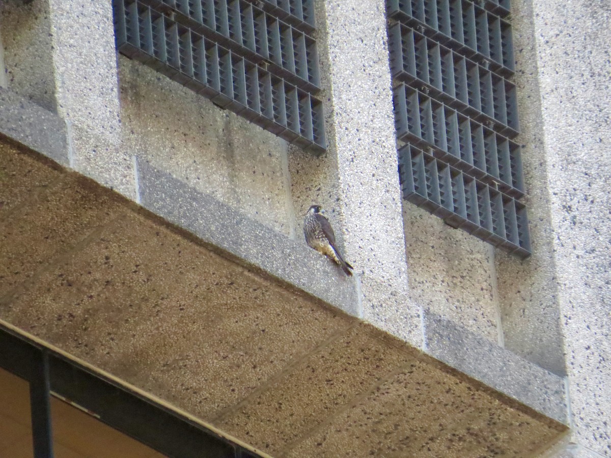 Peregrine Falcon - ML517209291