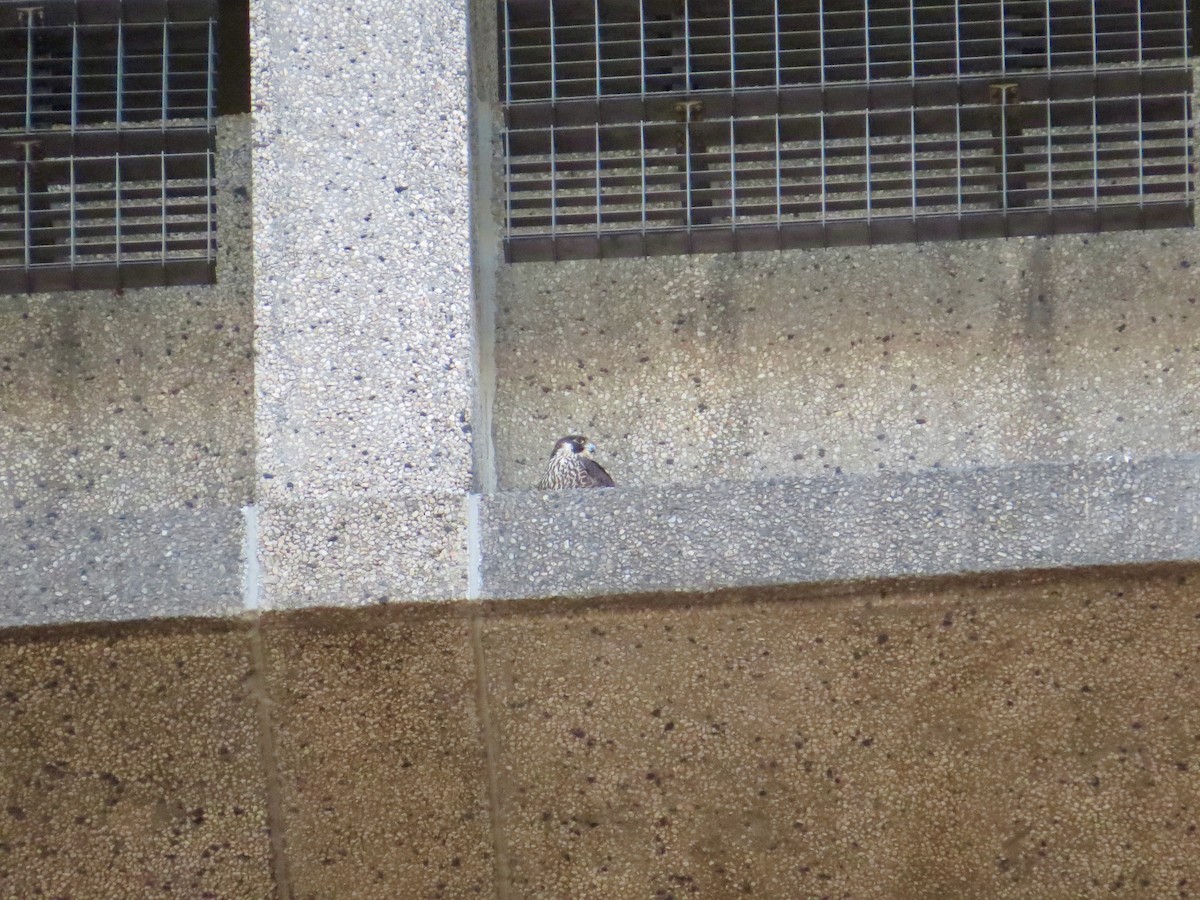 Peregrine Falcon - ML517209301