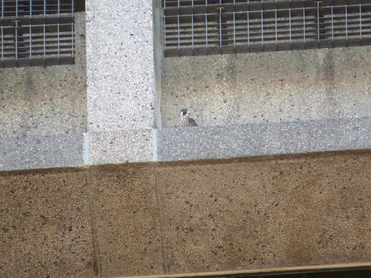 Peregrine Falcon - ML517209311