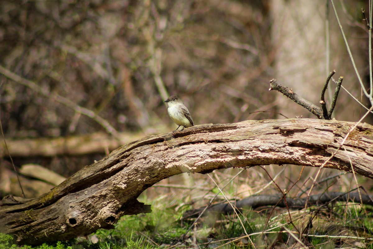 Eastern Phoebe - ML517210061