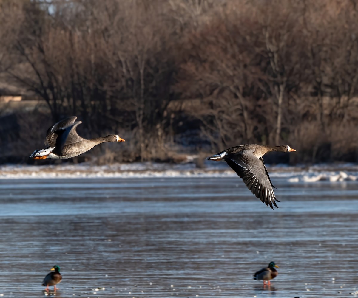 Greater White-fronted Goose - ML517211881