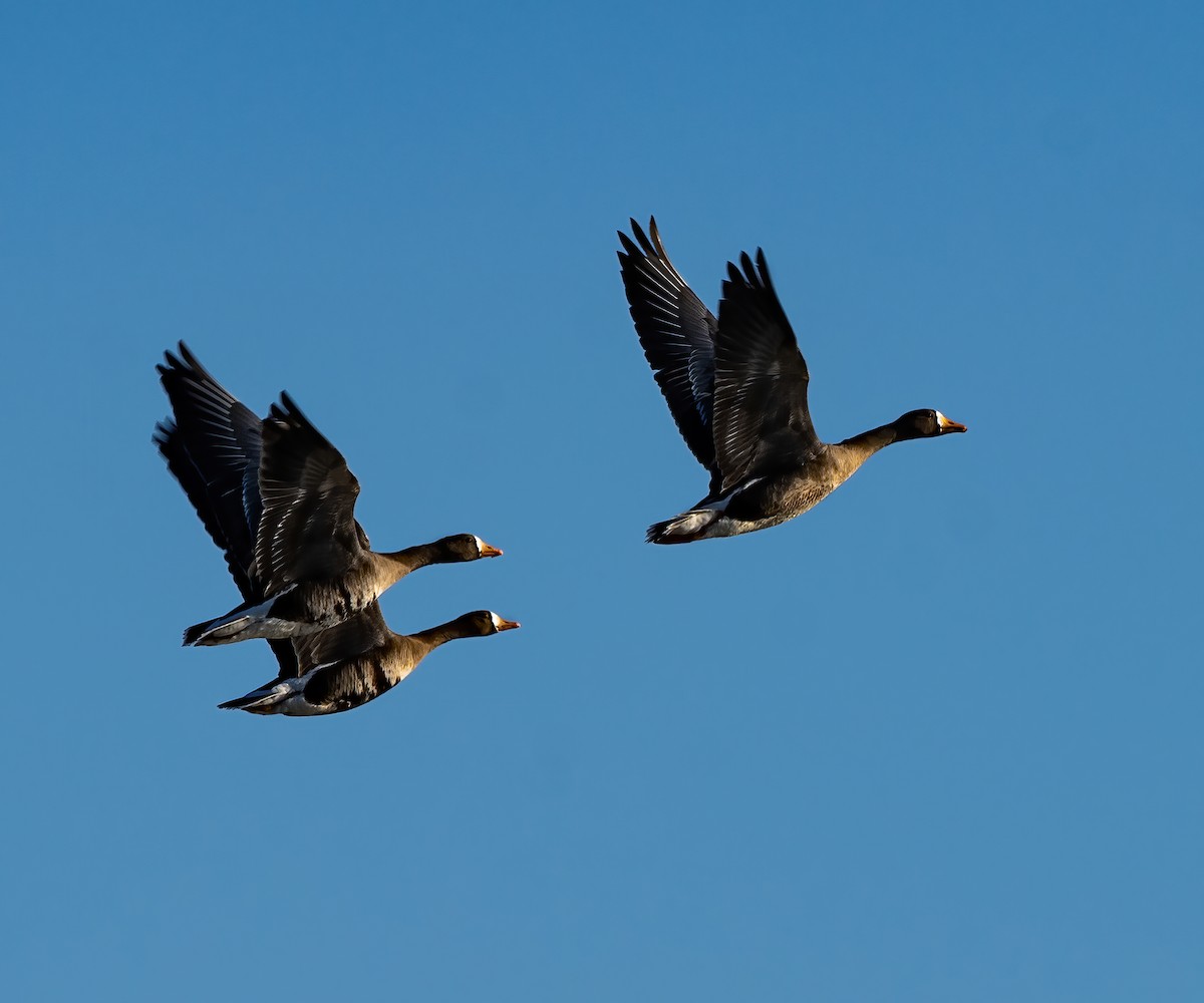 Greater White-fronted Goose - ML517211951