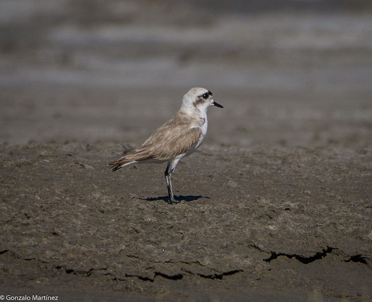 Puna Plover - ML517212251