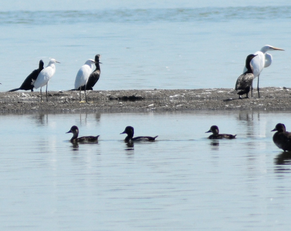 Ring-necked Duck - ML517212501