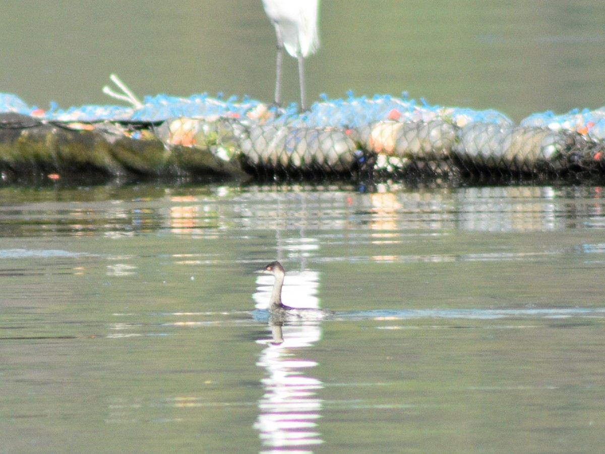 Eared Grebe - ML517213381