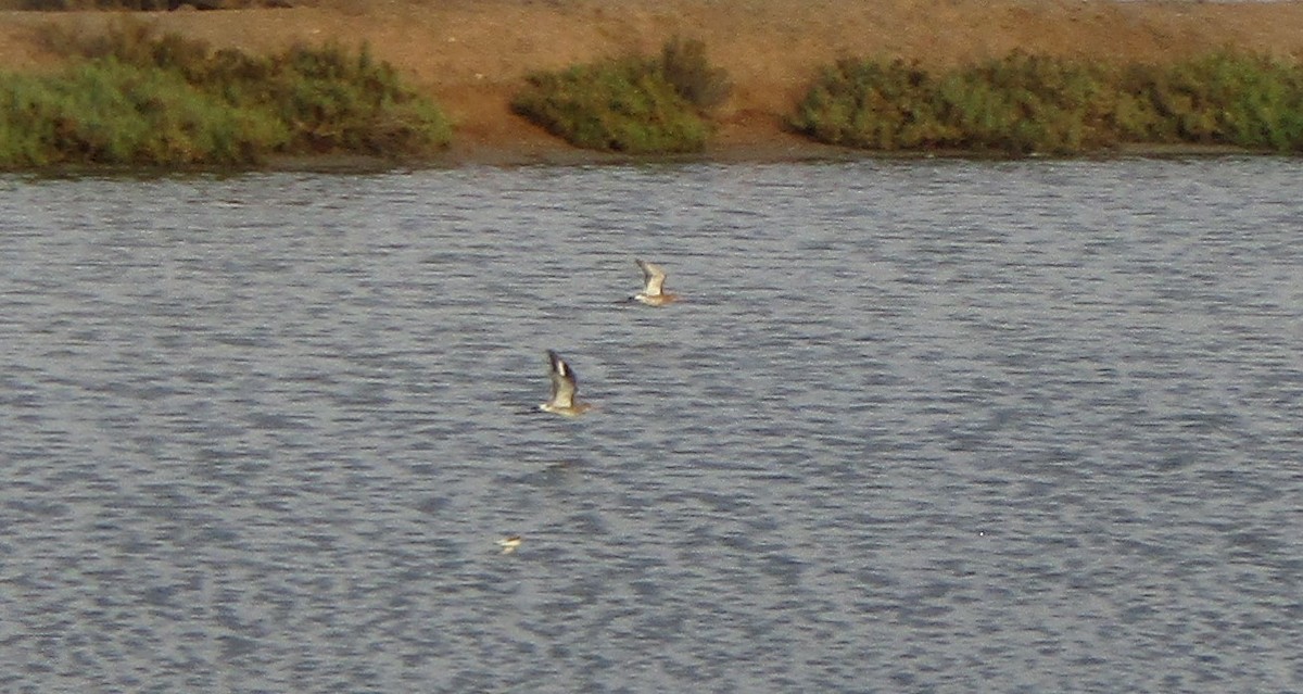 Black-tailed Godwit - ML517213941