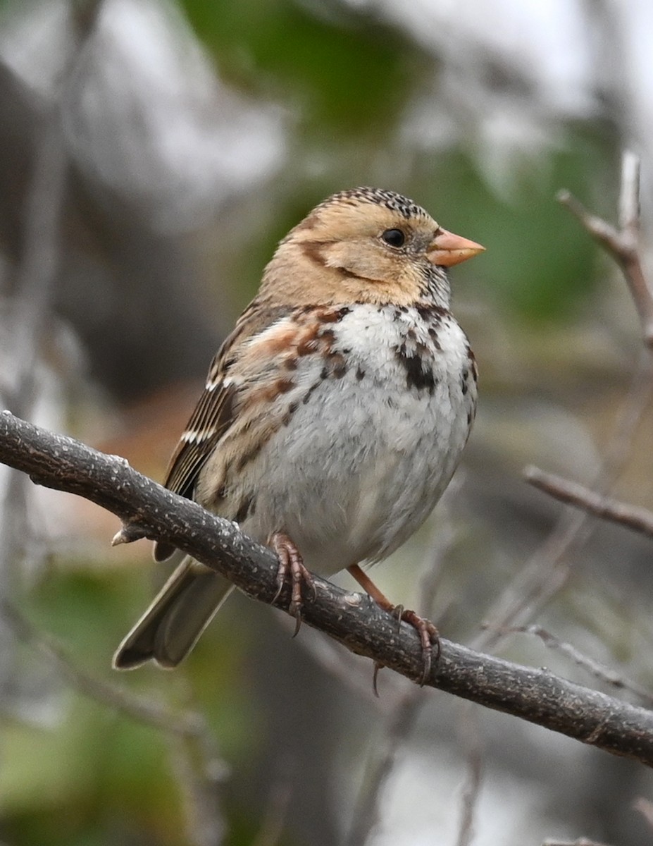 Harris's Sparrow - ML517216521