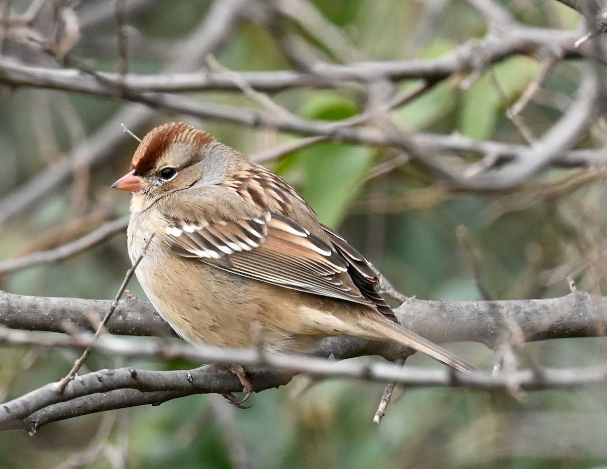 White-crowned Sparrow - ML517216681