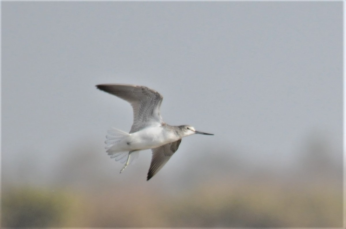 Common Greenshank - ML51721711