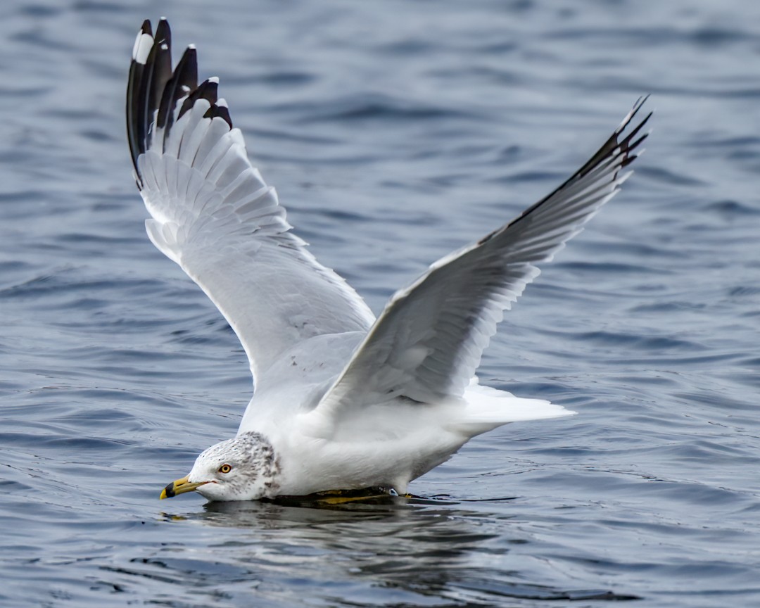 Herring Gull - ML517218101