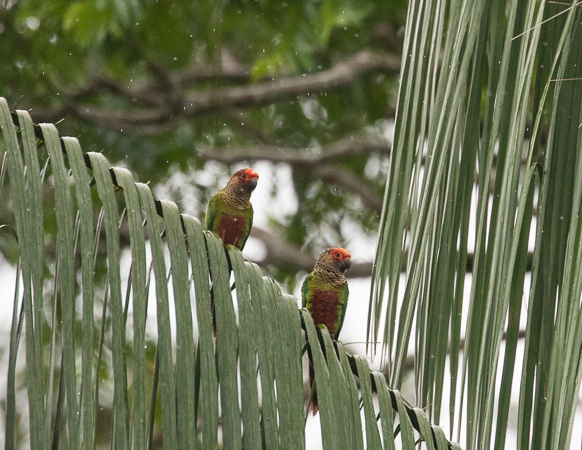 Pembe Alınlı Papağan (roseifrons) - ML517219591
