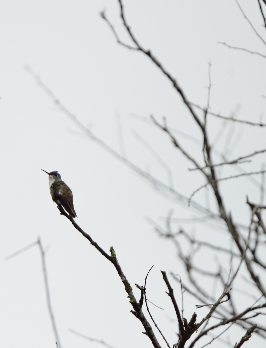 Azure-crowned Hummingbird - lucas valderas