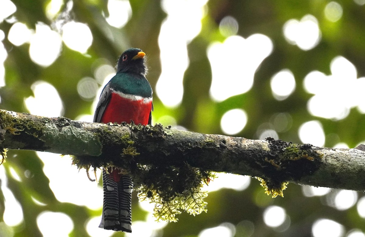 Masked Trogon - ML517221591