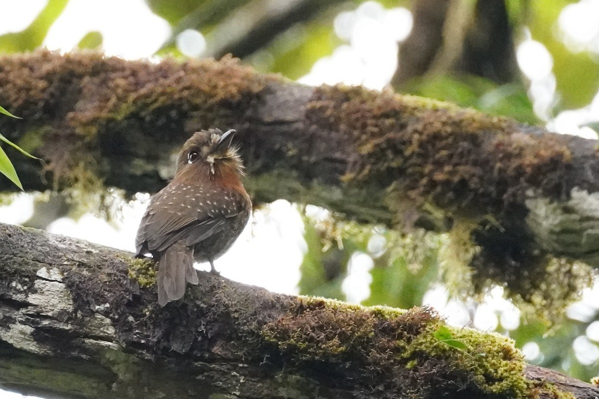Moustached Puffbird - ML517221701