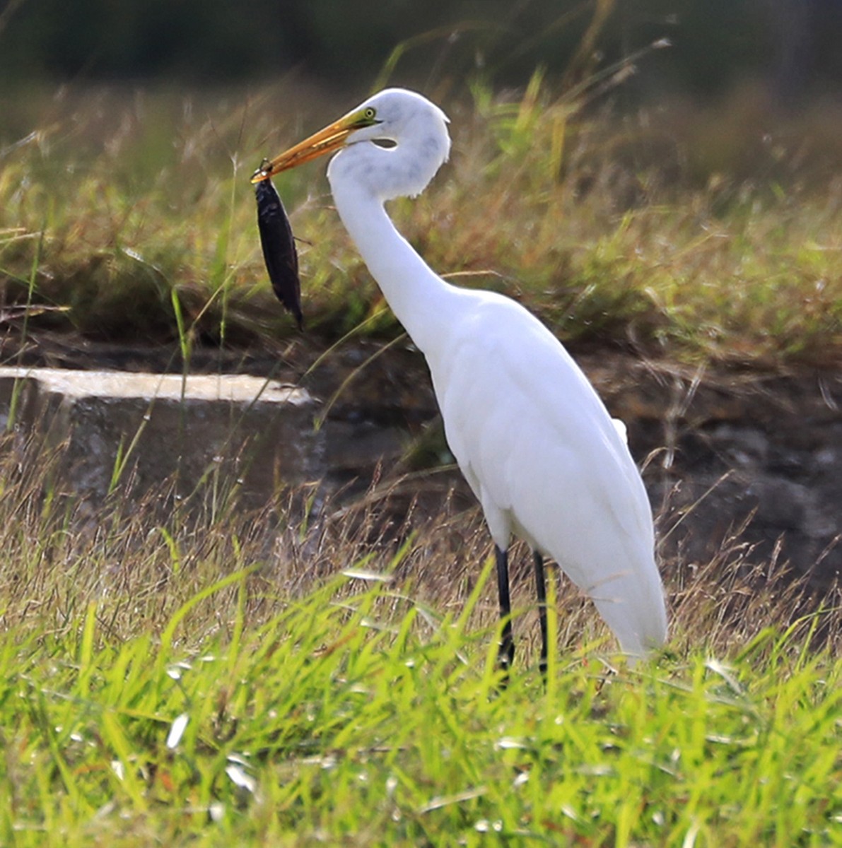 Great Egret - ML517221721