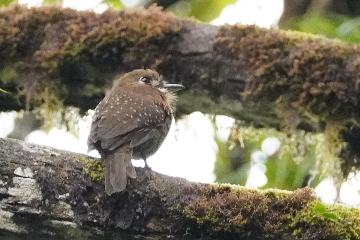Moustached Puffbird - ML517221841