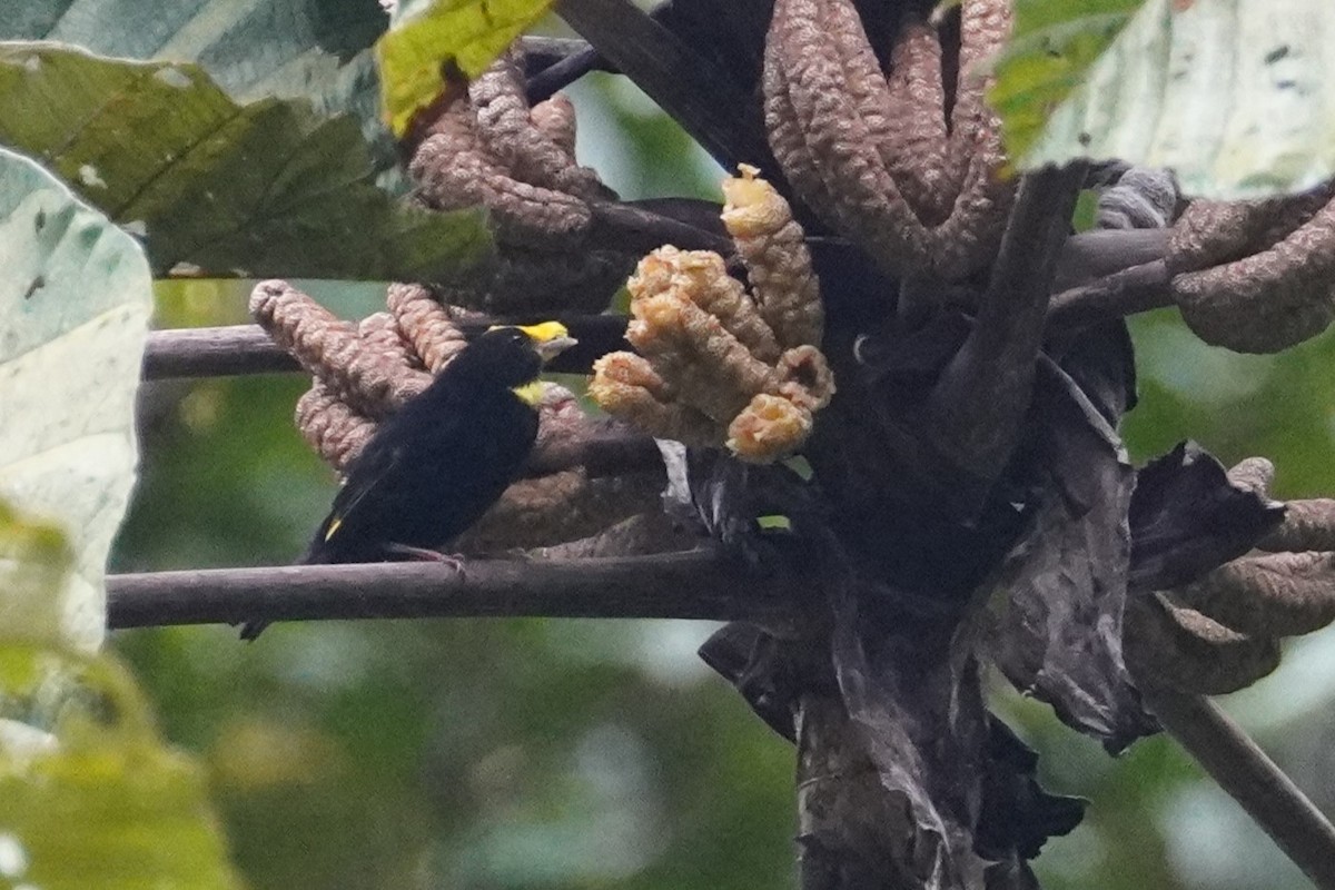 Golden-winged Manakin - ML517221971