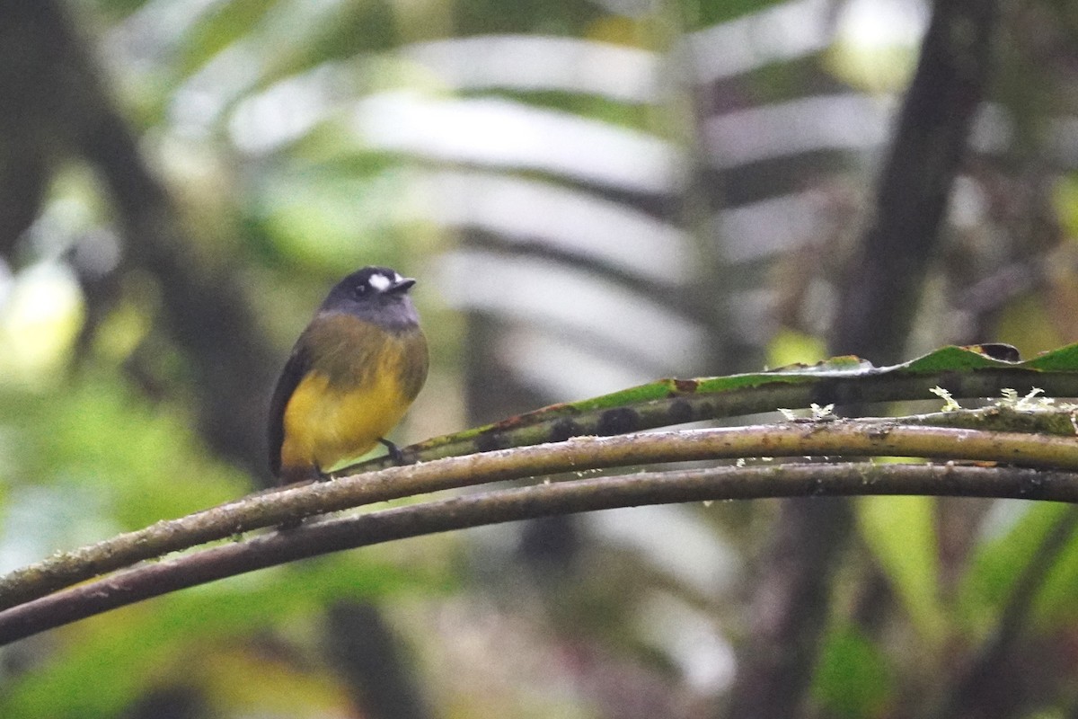 Ornate Flycatcher - ML517222051