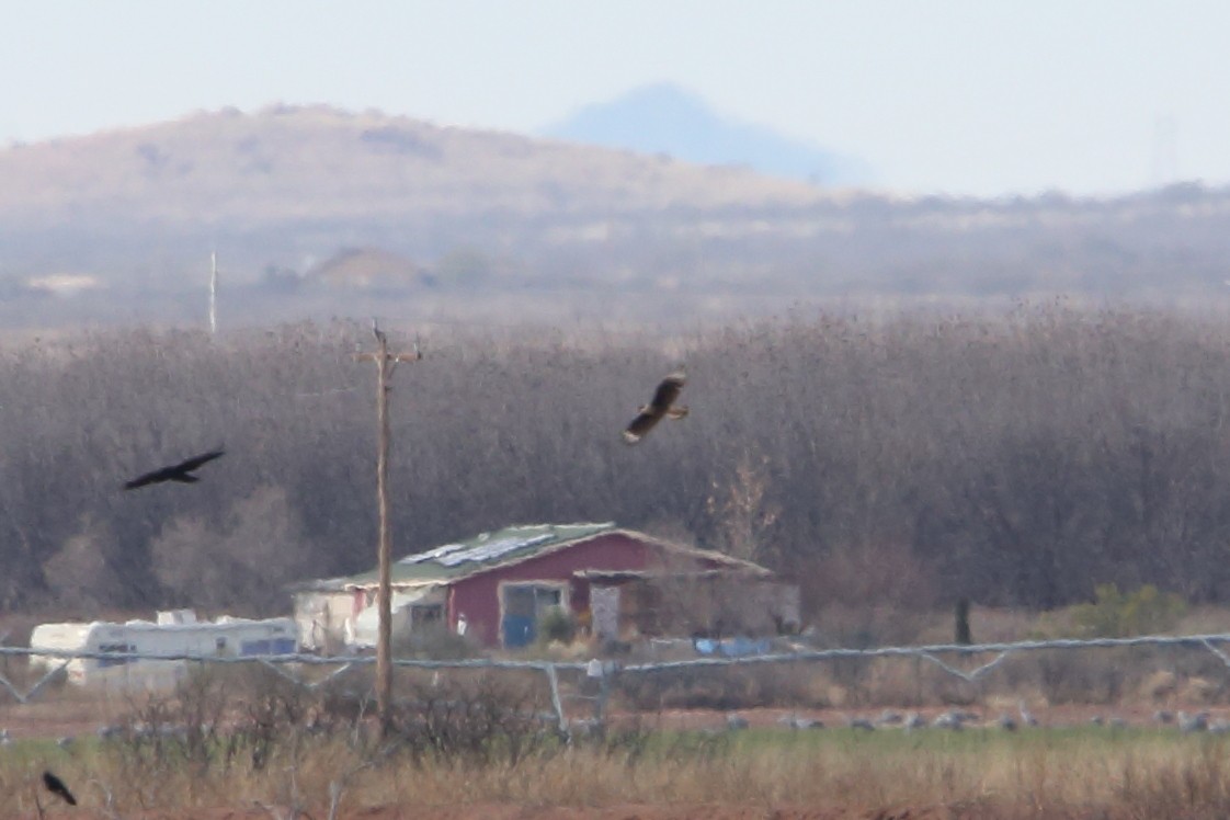 Crested Caracara - ML517222731