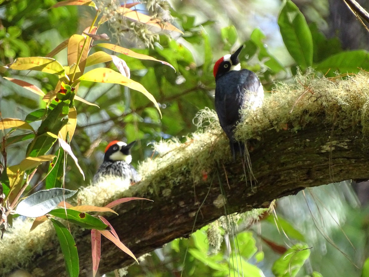 Acorn Woodpecker - ML51722351