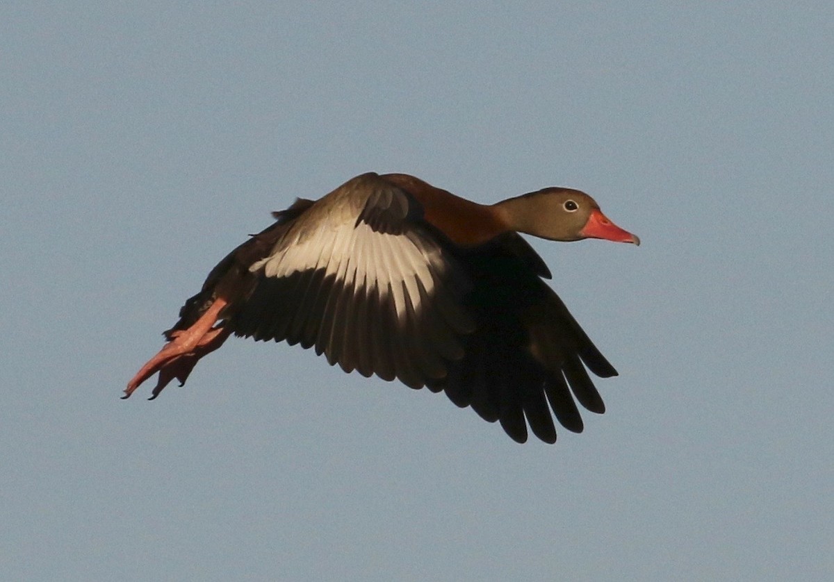 Black-bellied Whistling-Duck - Bill Hill