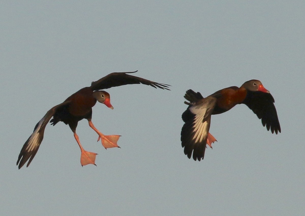 Black-bellied Whistling-Duck - Bill Hill