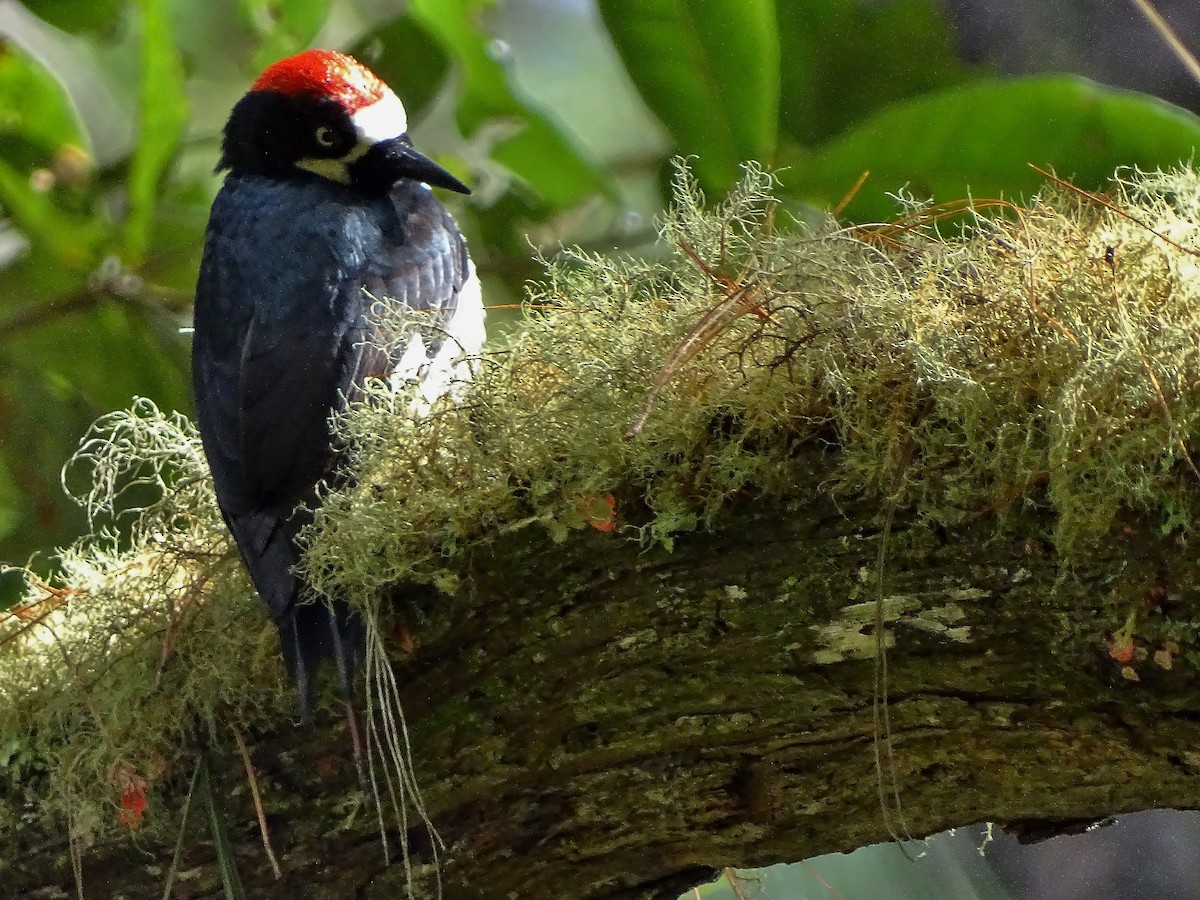 Acorn Woodpecker - ML51722401