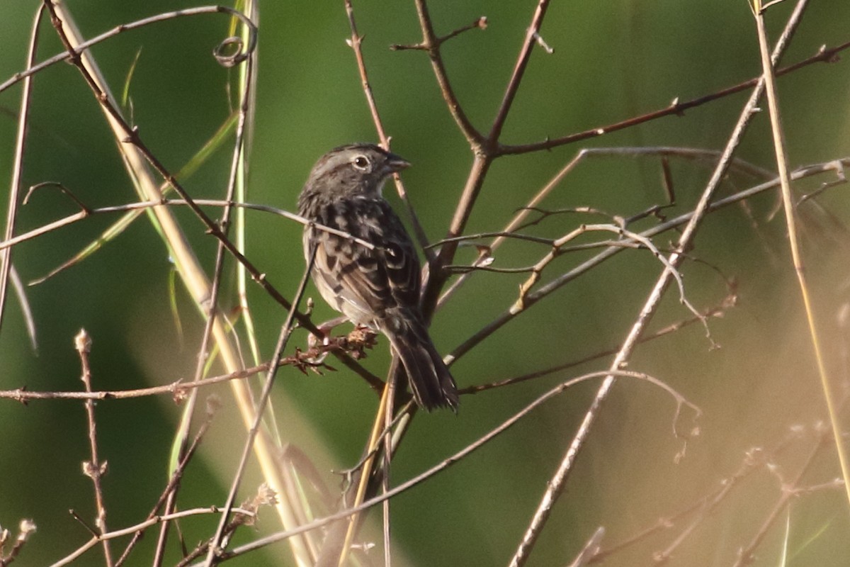 Botteri's Sparrow (Peten) - ML517224011