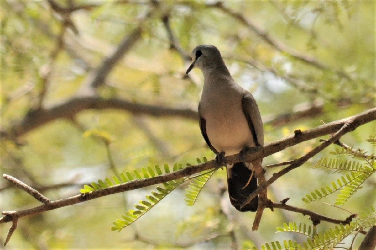 Black-billed Wood-Dove - ML51722451