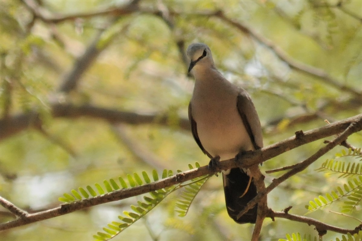 Black-billed Wood-Dove - ML51722461