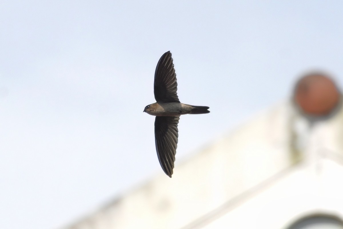 Sulawesi Swiftlet - David Hollie