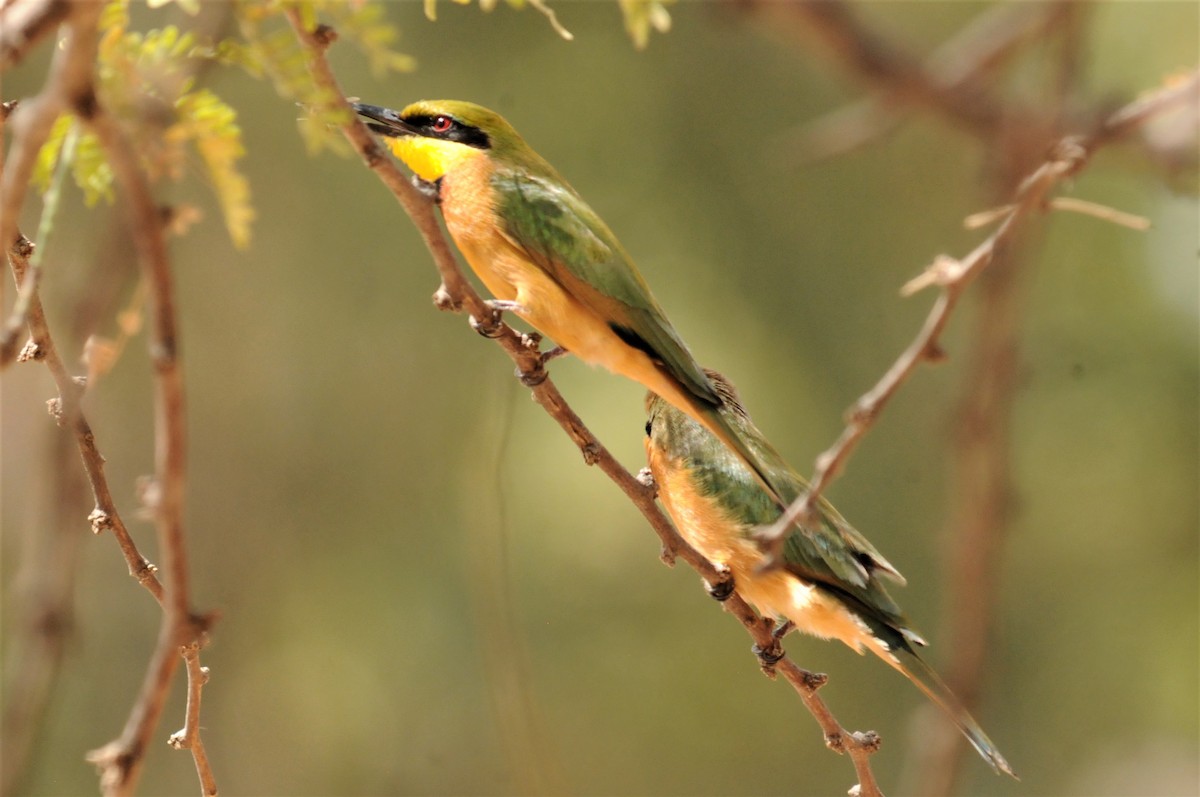 Little Bee-eater - ML51722621