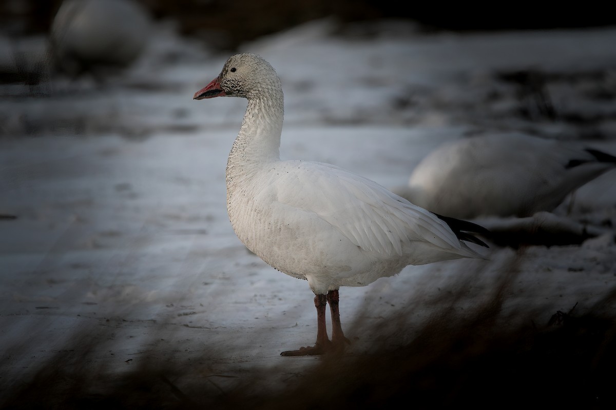 Snow Goose - ML517228341