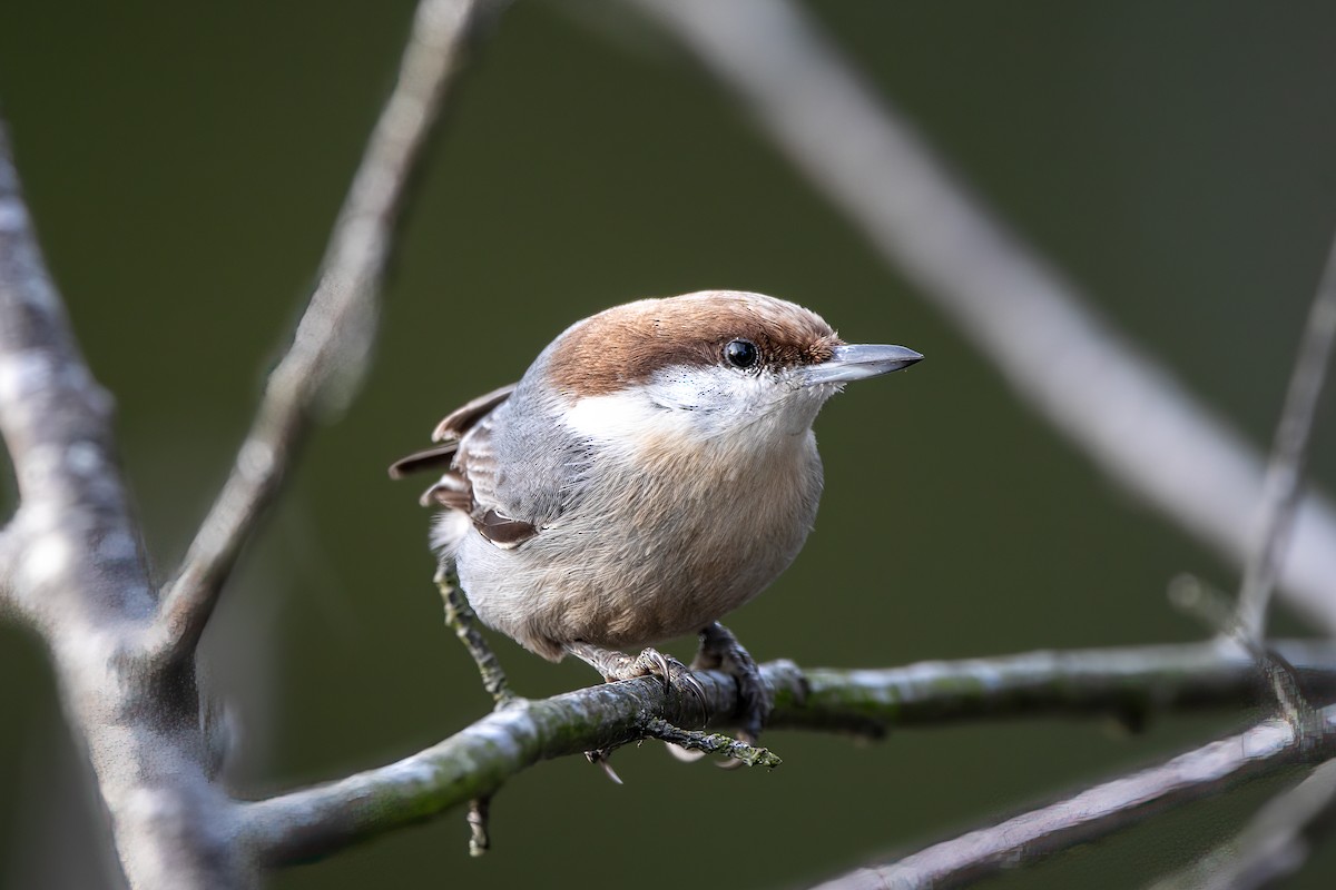 Brown-headed Nuthatch - ML517228931