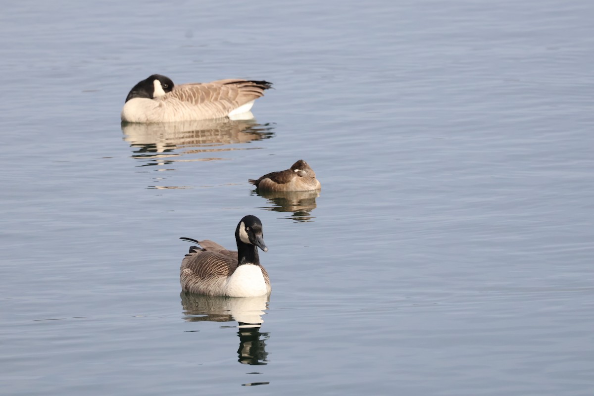 Ring-necked Duck - ML517229091